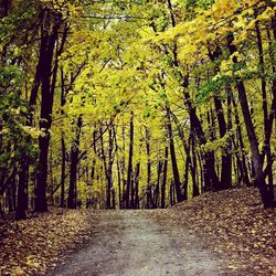 Trees in forest during autumn