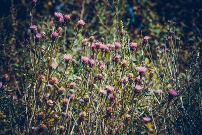 Close-up of pink flowering plants on field