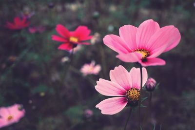 Close-up of pink flower