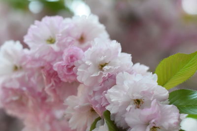 Close-up of pink cherry blossoms