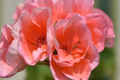 Close-up of pink rose flower