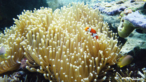 underwater