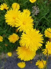 Close-up of yellow flowers blooming outdoors