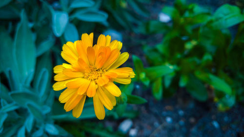 Close-up of yellow flower