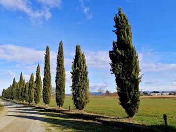 Trees on field against sky