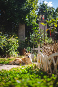 Shiba inu sitting on the ground of garden