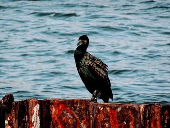 Bird perching on wooden post