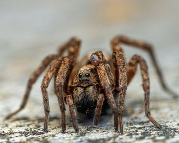 Close-up of spider