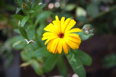 Close-up of yellow flowering plant