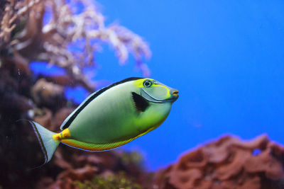 Close-up side view of naso tang fish in water