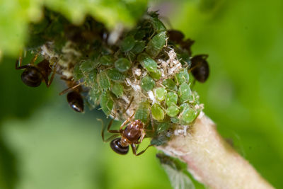 Close-up of insect on plant