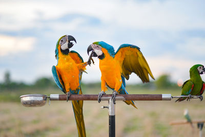 Birds perching on branch