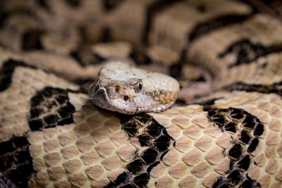 Close-up of lizard