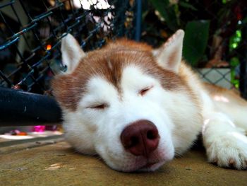 Close-up of dog sleeping on man