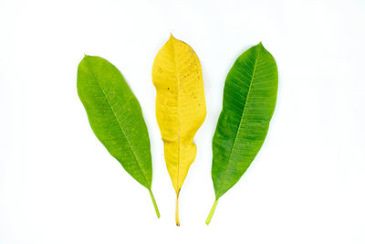 Close-up of yellow leaves against white background