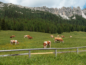 View of sheep on grassy field against mountains