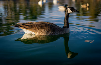 Duck swimming in lake