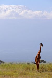 View of giraffe on field against sky