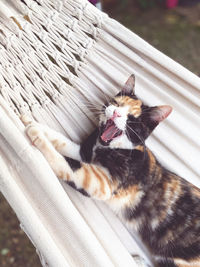 High angle view of cat yawning