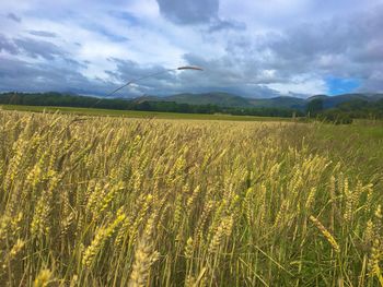 Scenic view of wheat field against sky