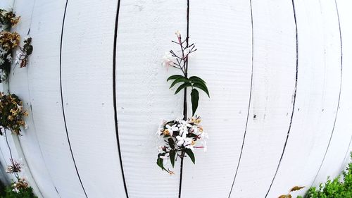 Close-up of potted plant against white wall