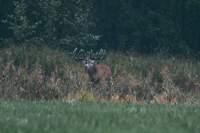 Deer in a field