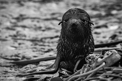 Mono antarctic fur seal pup faces camera