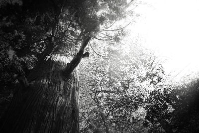 Low angle view of trees in forest