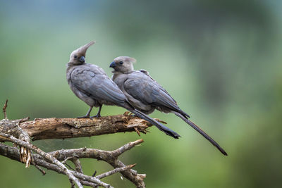 Bird perching on a branch