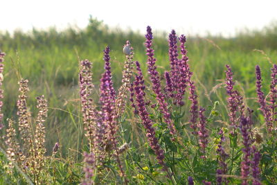 Close-up of purple flowering plants on field