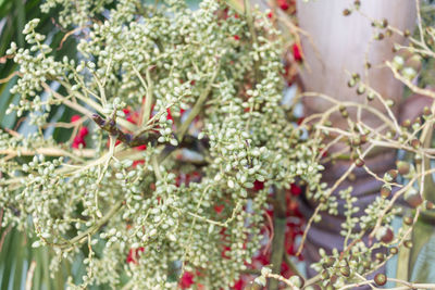 Close-up of plants
