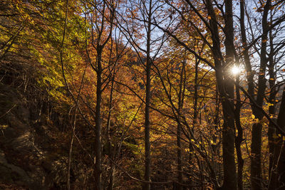 Sunlight streaming through trees in forest during autumn