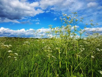 Plants growing on field against sky