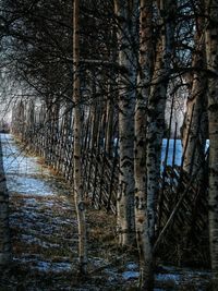 View of trees in water