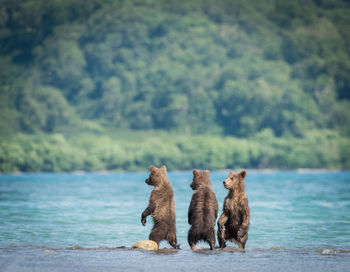 Bear standing in river