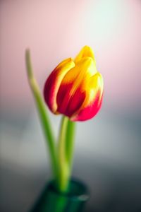 Close-up of yellow tulip