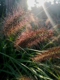 Close-up of flowers on field