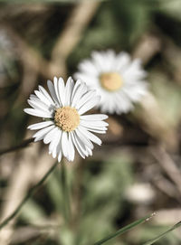 Close-up of white flowers blooming outdoors