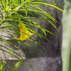 Close-up of yellow plant