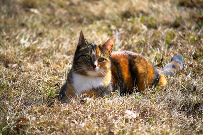 Cat relaxing on field