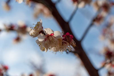 Close-up of white cherry blossom tree
