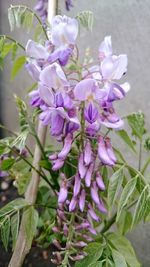 Close-up of purple flowers