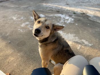 High angle portrait of dog looking away in city