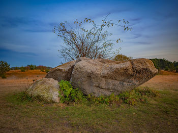 Plants on field against sky