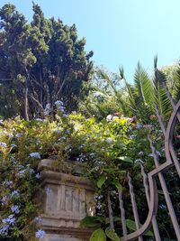 Plants and trees against sky