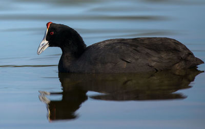 Close-up of duck swimming in lake