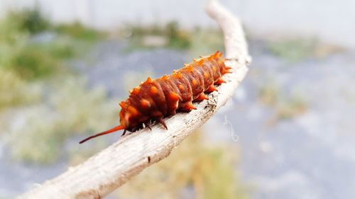 Close-up of insect