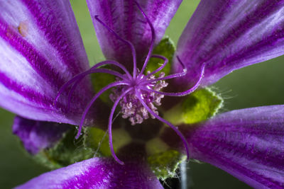 Close-up of purple flowering plant