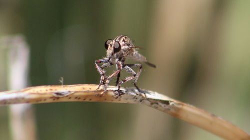 Close-up of robber fly on stick