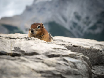 Curious chipmunk scouting, shot made at lake minnewanka, banff national park, alberta, canada